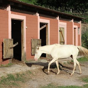 Big Valley Hotel Fazenda